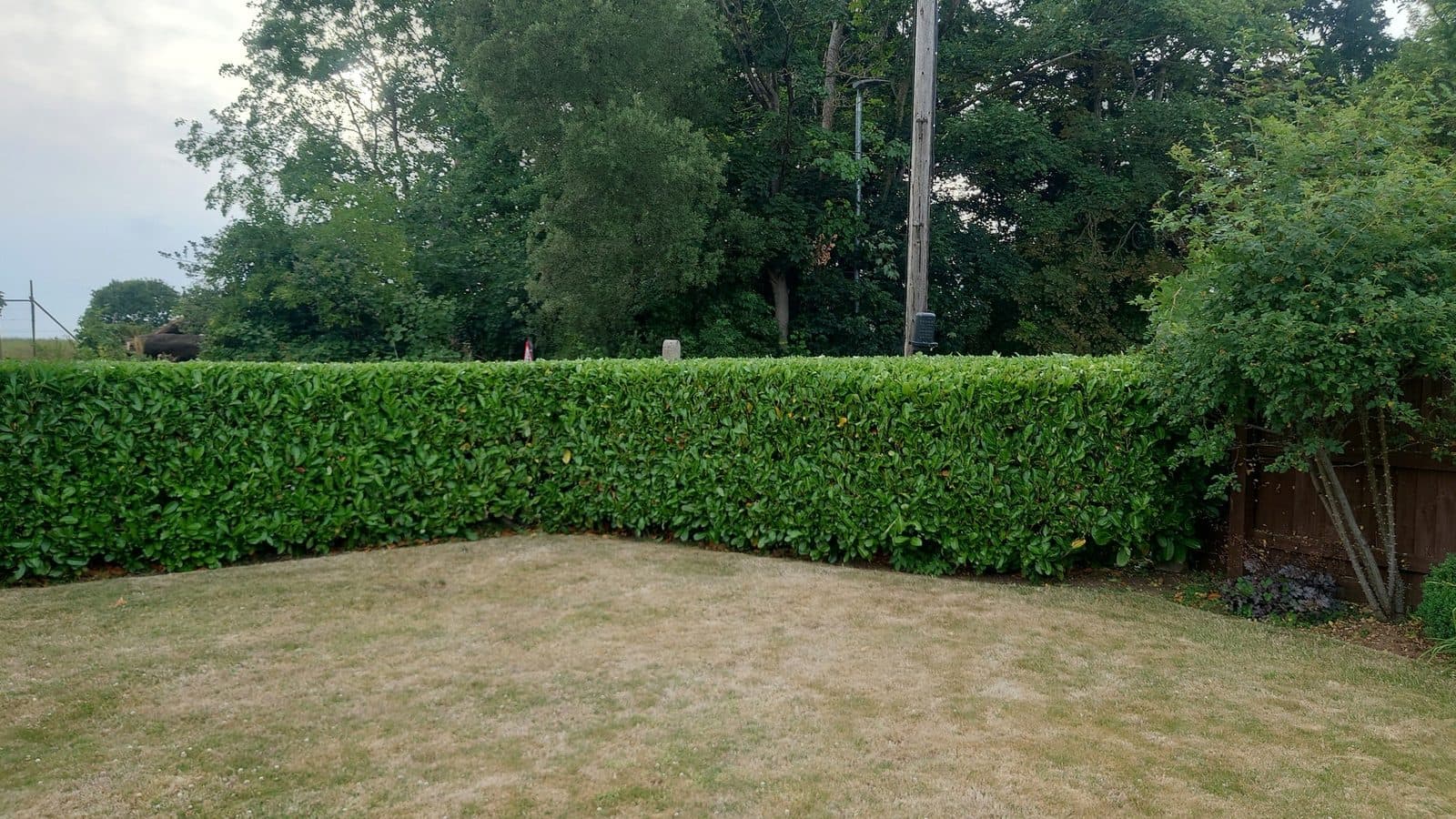 Manicured laurel hedge after cutting, end-on perspective, lawn in foreground