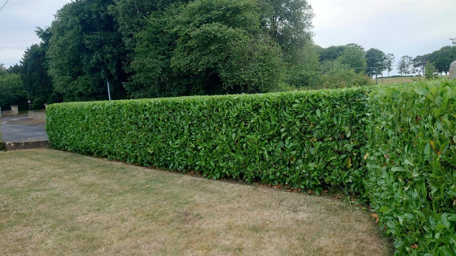 Side-on view of a long manicured laurel hedge with neatly squared edges