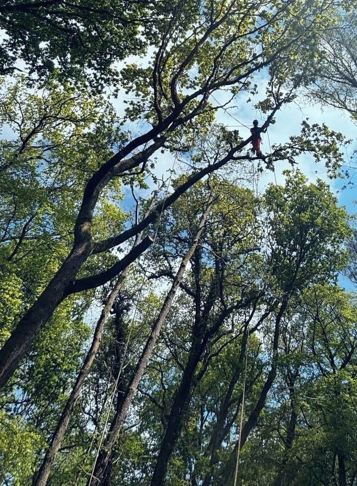 Graham Gray climbing high in a mature tree mid-surgery — Black Torrington, Devon